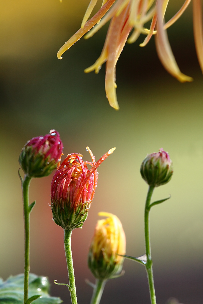 雏菊 摄影 wanfugen