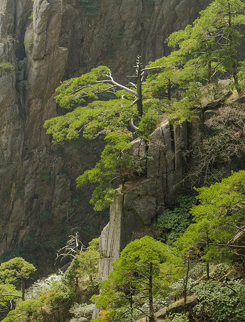 黄山松 摄影 箭飞