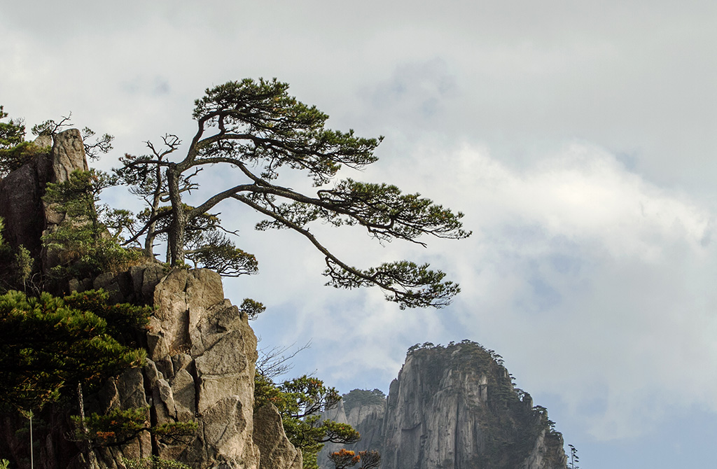 黄山松 摄影 箭飞