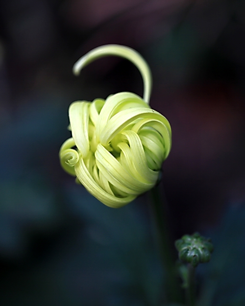 菊花 摄影 清一色1