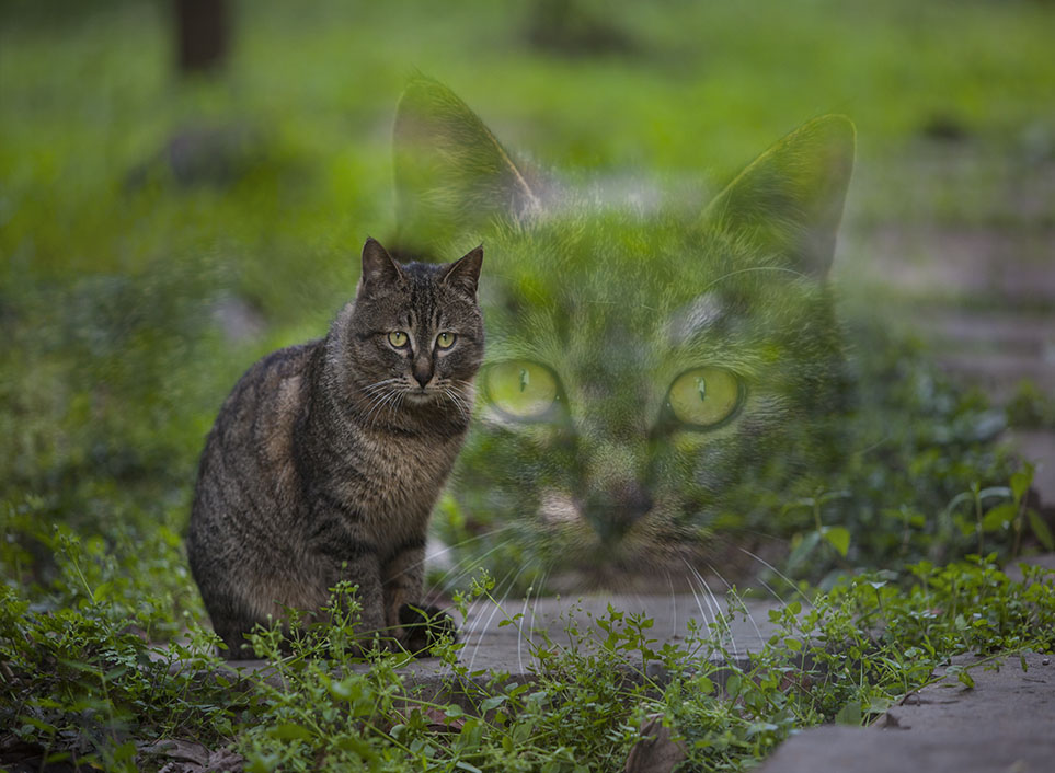 猫中猫 摄影 萨奇