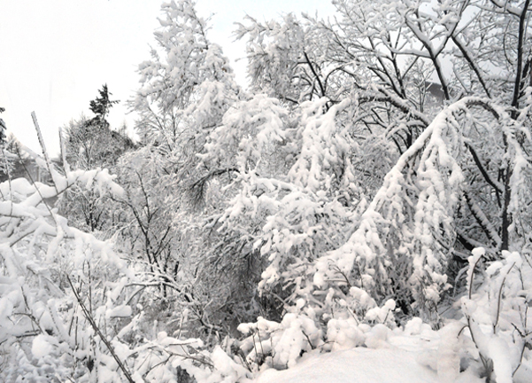 大雪 摄影 周伟民