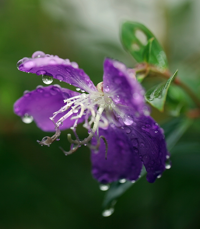 雨中欢歌 摄影 玄9.