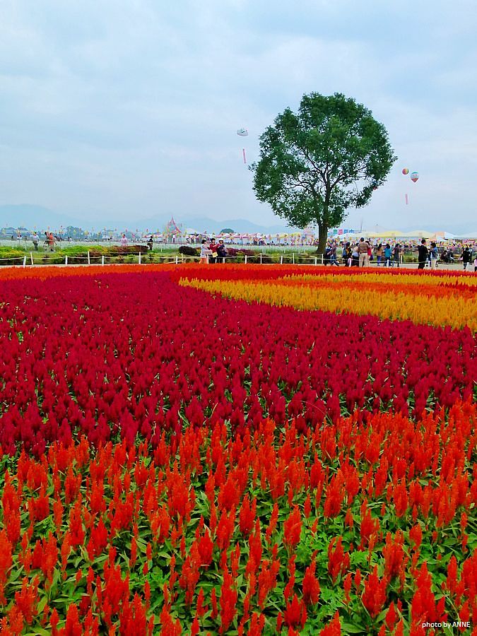 台灣2013新社花海(3) 摄影 yanyan936