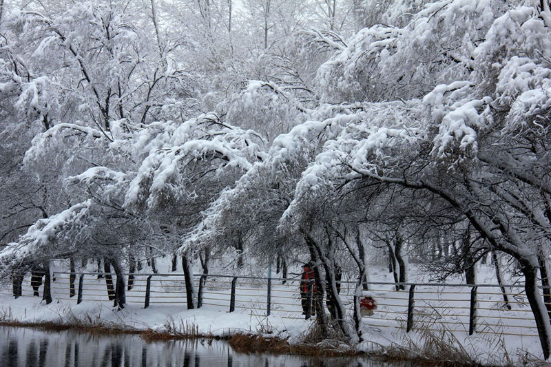 雪 乡 摄影 青之