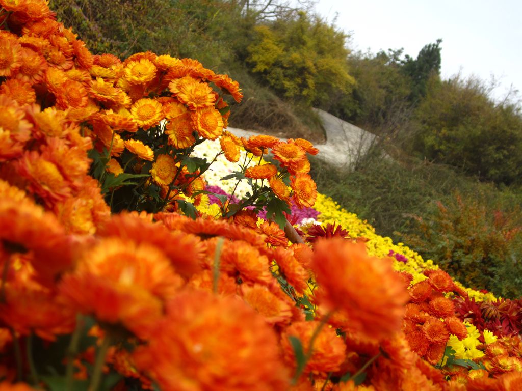 菊花 摄影 莺歌燕舞