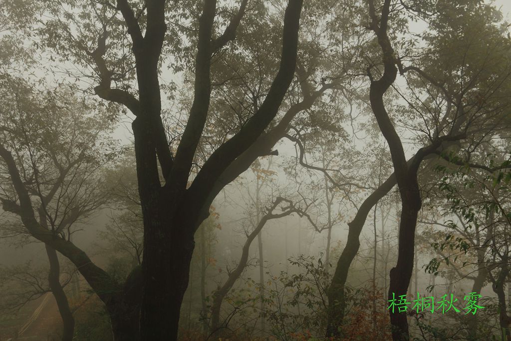 梧桐秋雾 摄影 深秋的雨