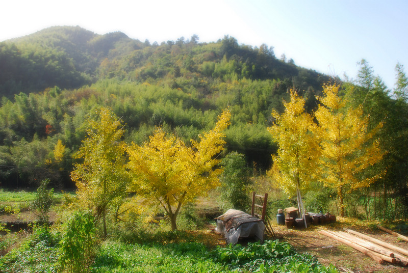 乡村秋景 摄影 一路无为