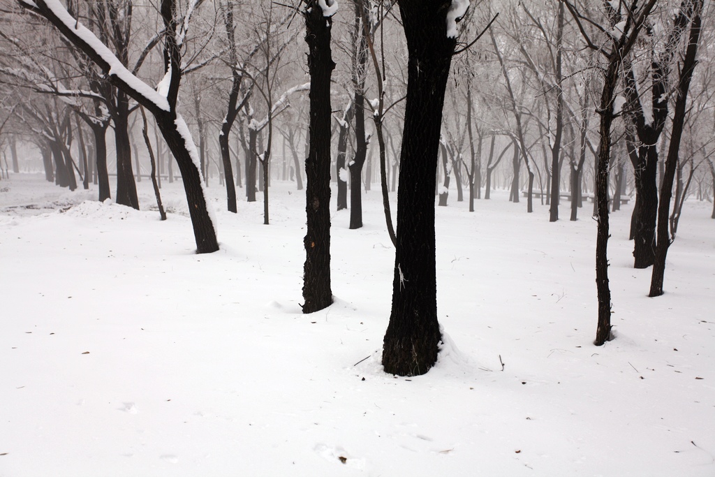 雪雾清晨 摄影 雨沐