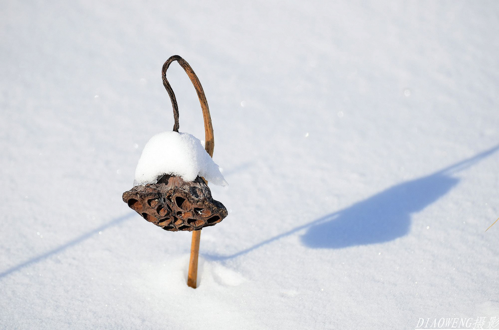 雪蕴残荷...... 摄影 魡蓊