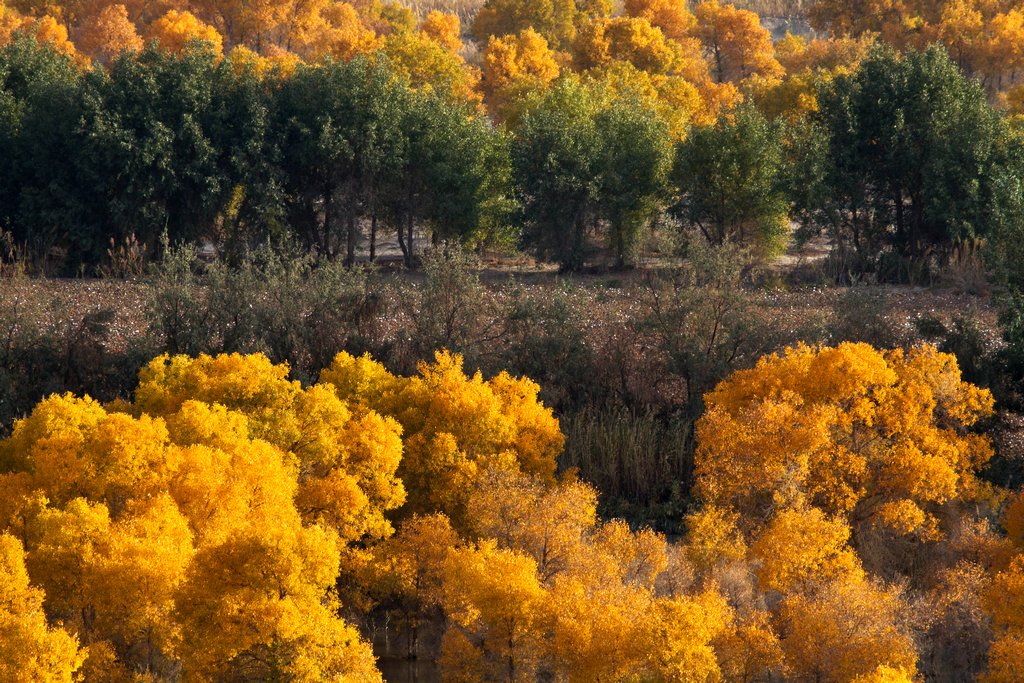 塔河胡杨 摄影 云之山峰