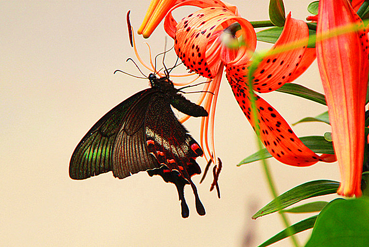 美丽的花、美丽的蝴蝶。 摄影 雅金