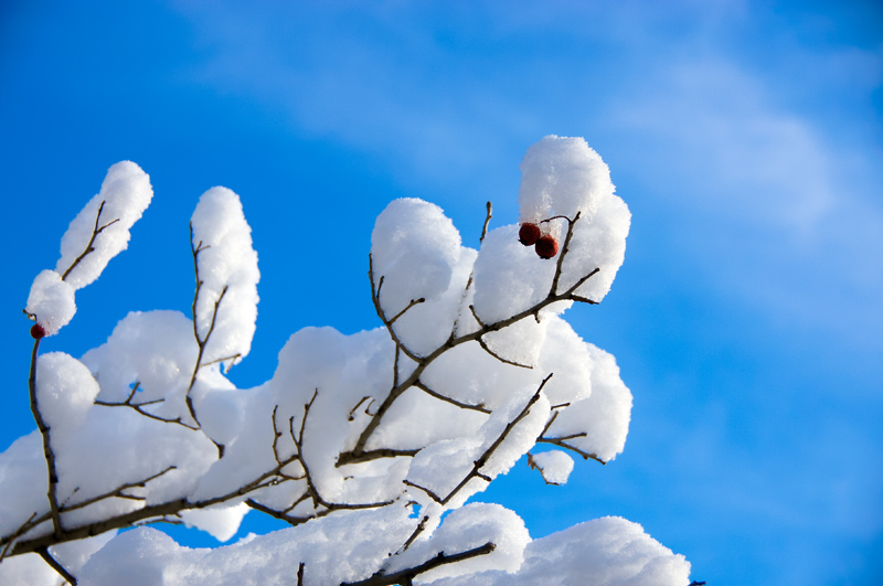 雪绒 摄影 kudiezi