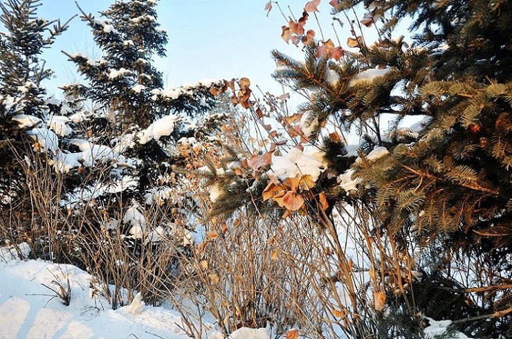 雪落枝头 摄影 夕阳红2007