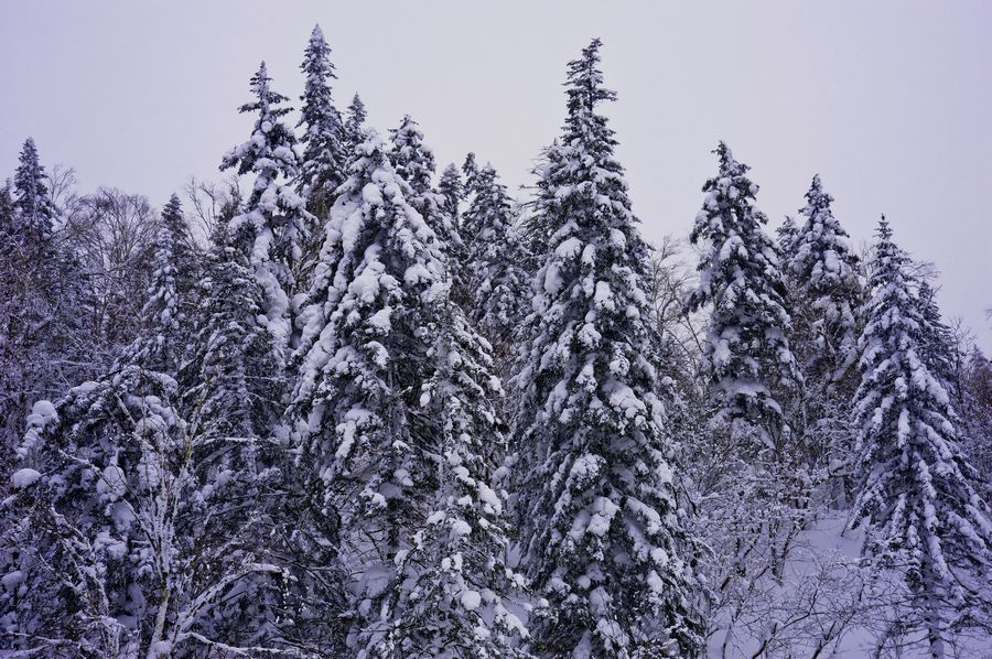 雪松 摄影 春雨潇潇