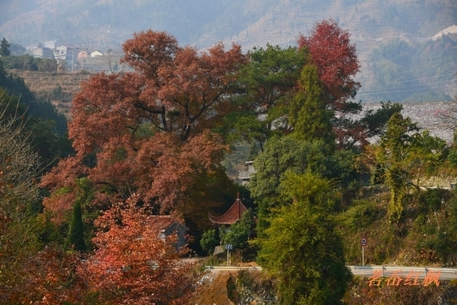 茗岙红枫 摄影 茗岙老胡