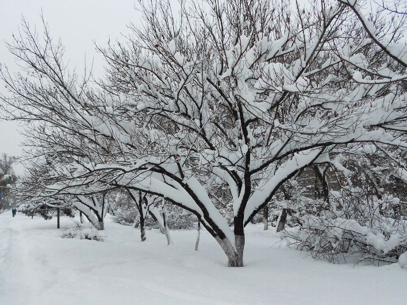 第一场大雪啊 摄影 深水无澜