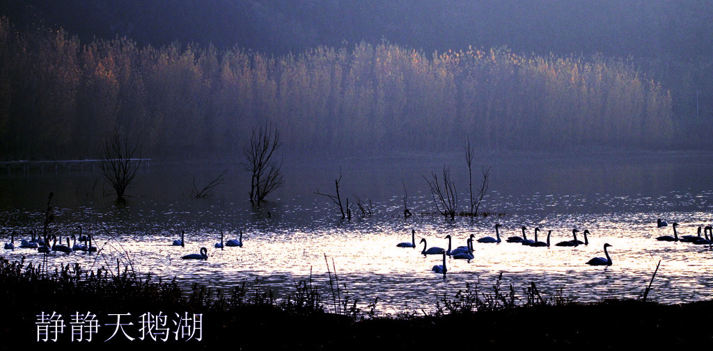 静静天鹅湖 摄影 么零110