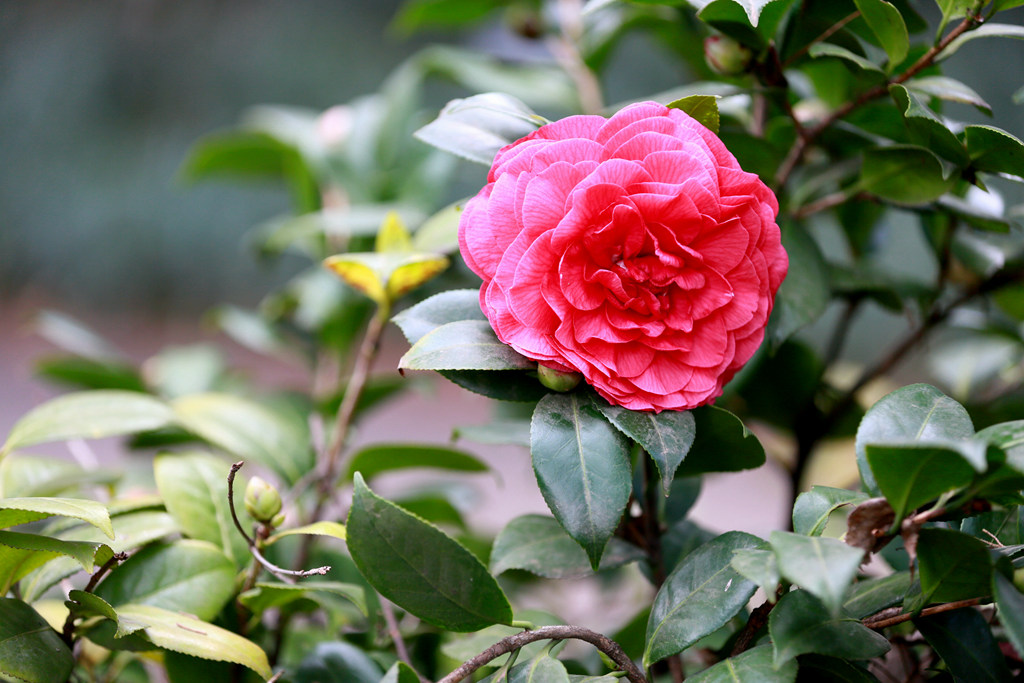 冬日山茶花 摄影 阳光公子