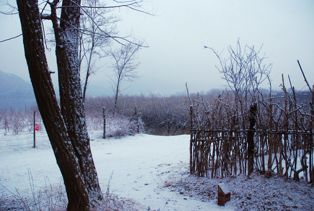 雪 摄影 牛老