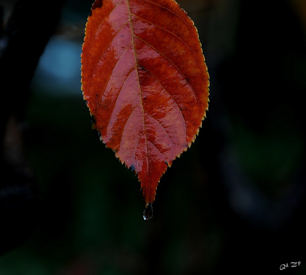 青岛雨中的红叶 摄影 qdzp