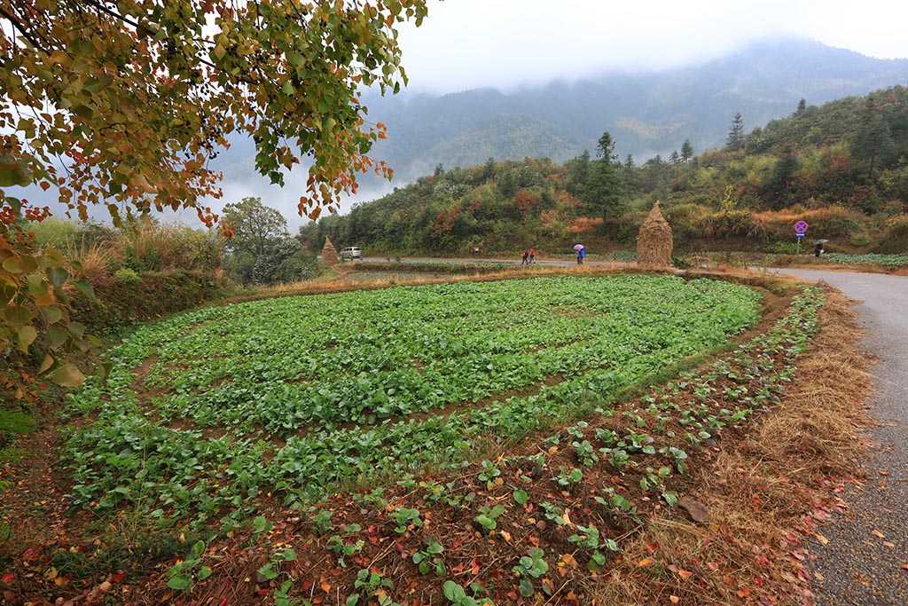 菜地 摄影 天上来