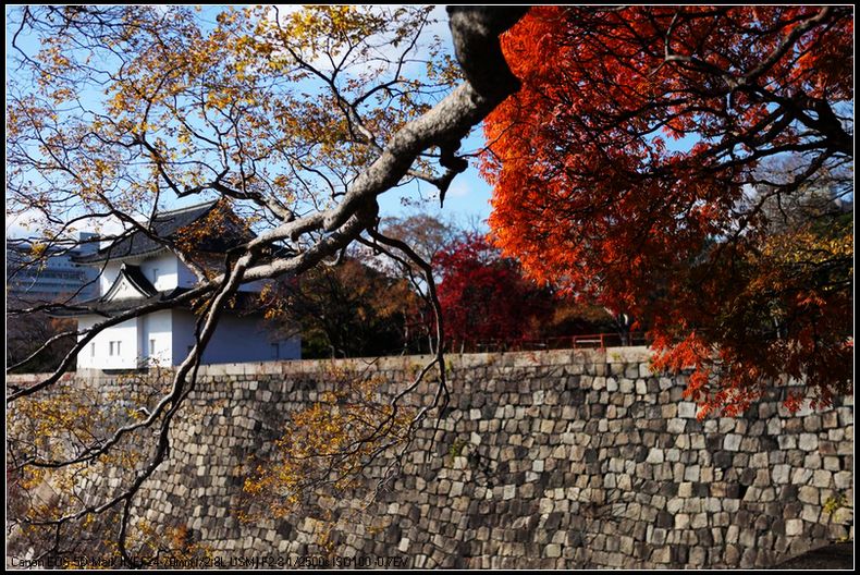 京都红枫 摄影 沙鸥119