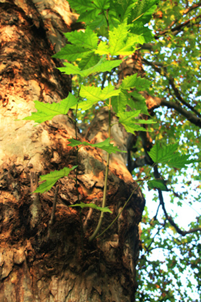 老树新枝潻绿叶 摄影 珠湖山