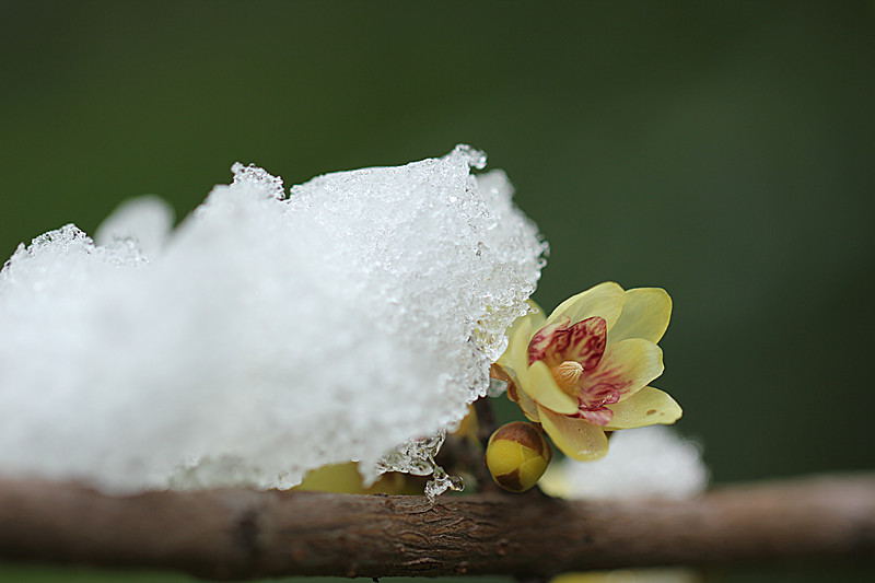 雪中梅 摄影 马旺仔