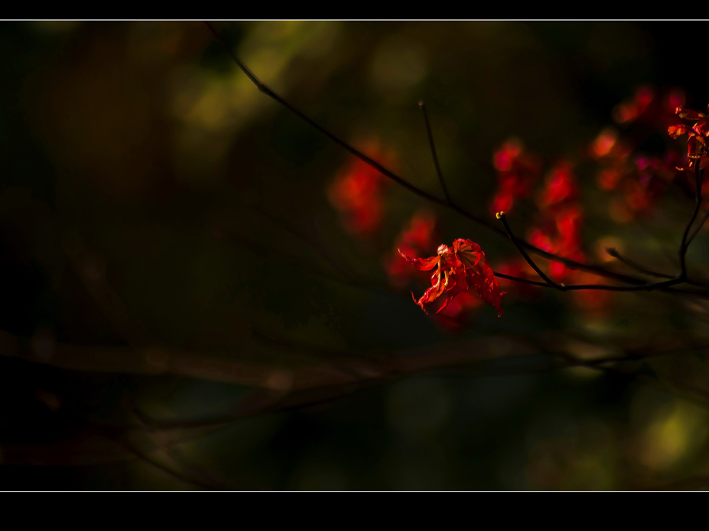 季节 摄影 lingsu