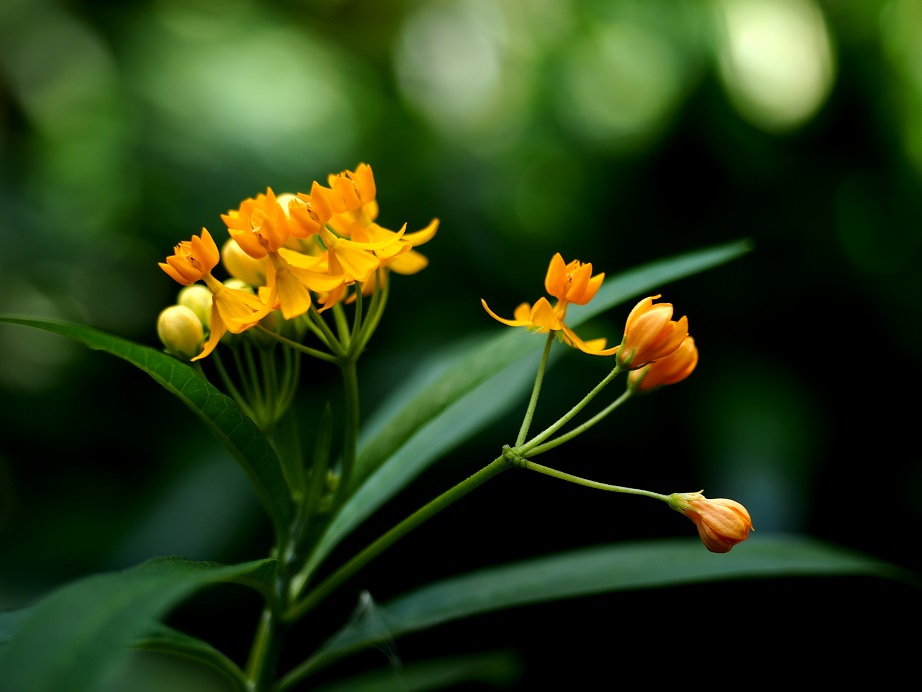 花舞 摄影 幻影流动