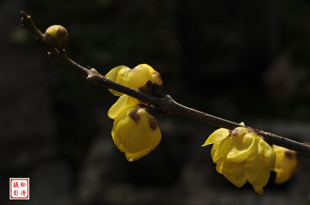 梅花登枝（点击欣赏） 摄影 云海松涛