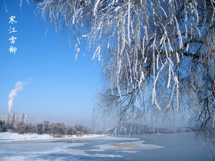 寒江雪柳 摄影 好玉玲珑