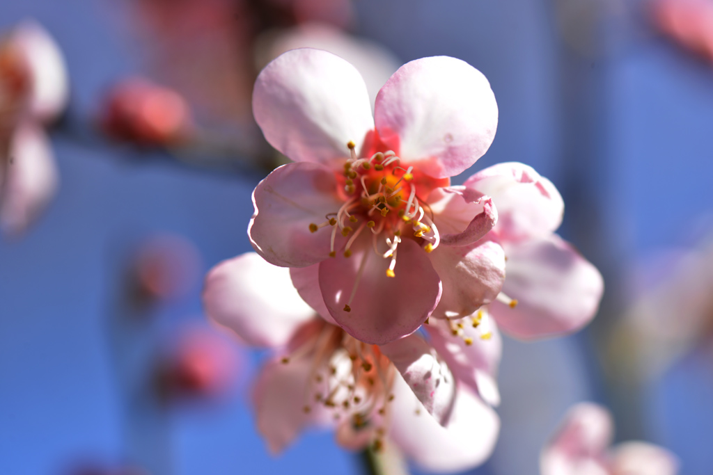 梅花点点 摄影 丽强