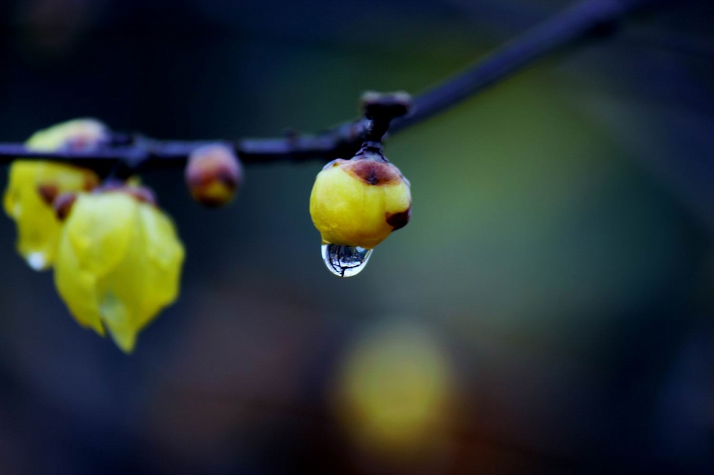 雨中的腊梅-4 摄影 天堂硅谷