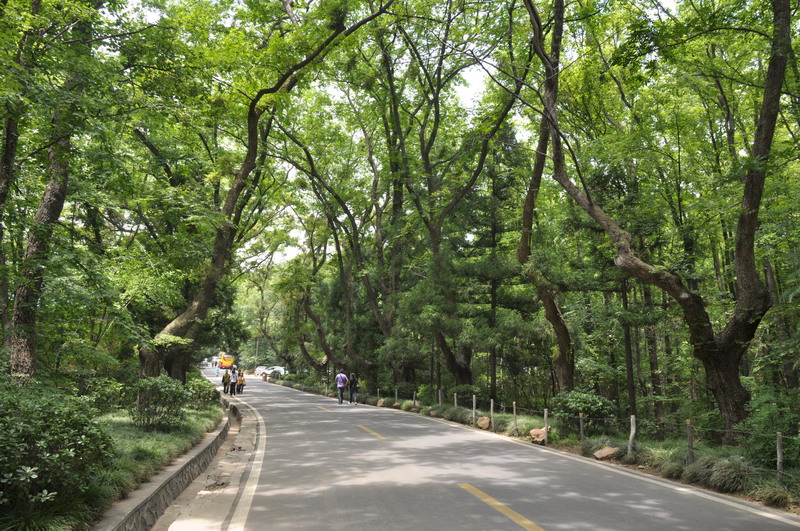 中山陵大道 摄影 乐观的平原