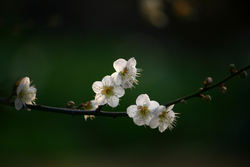 梅花 摄影 天线小宝宝