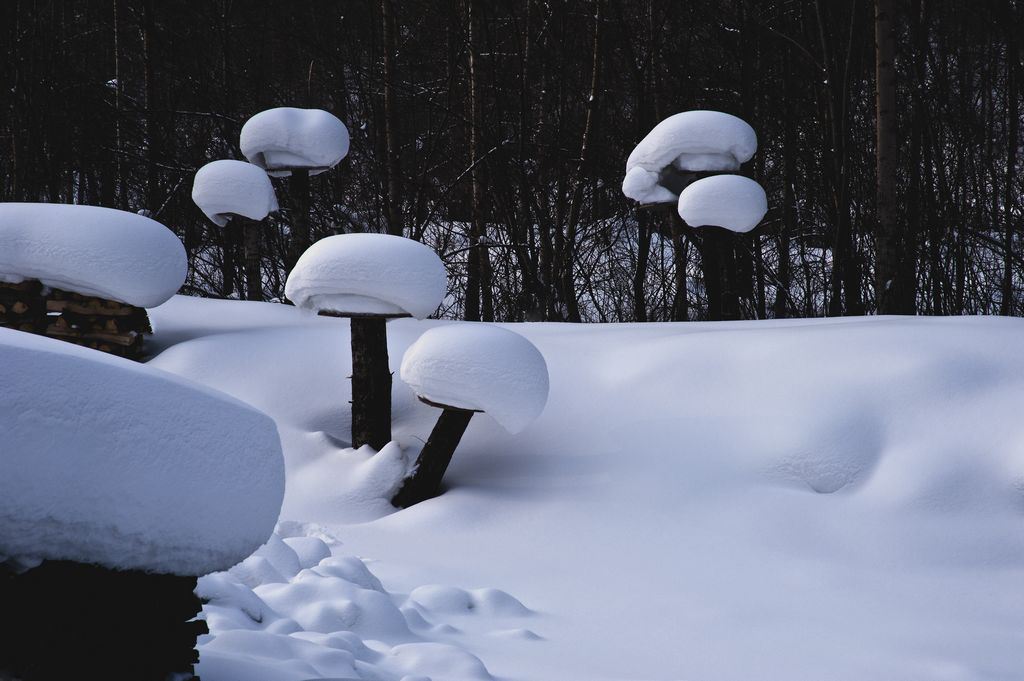 雪蘑菇 摄影 春雨潇潇