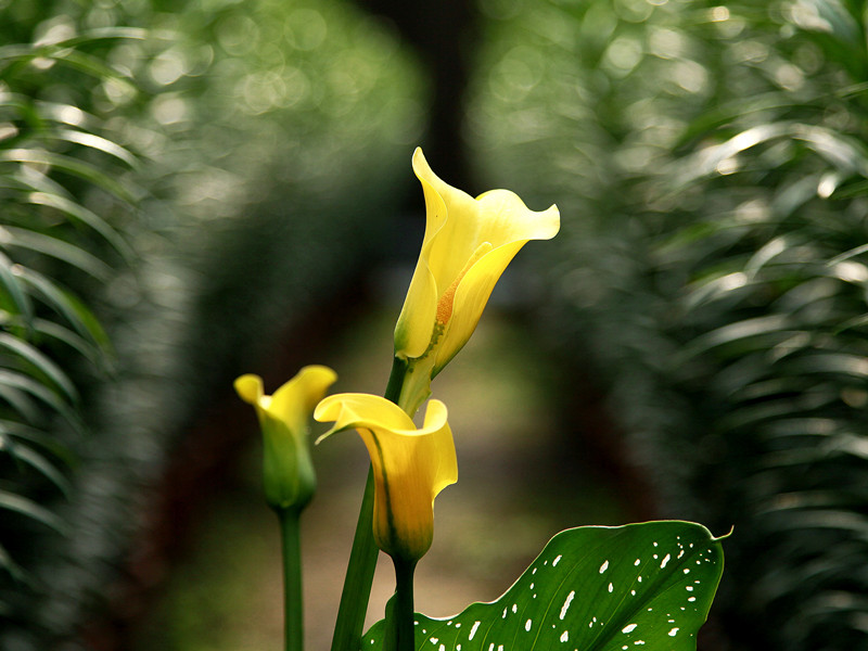 百合花 摄影 森淼探求