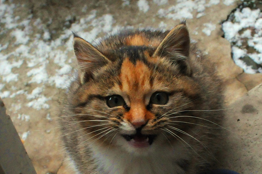 冬日的猫 摄影 杰卡徙徒