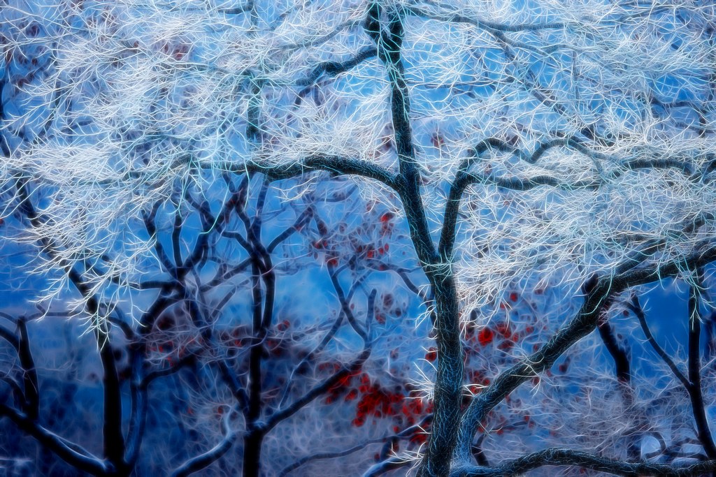 雪染的风采 摄影 老土狼