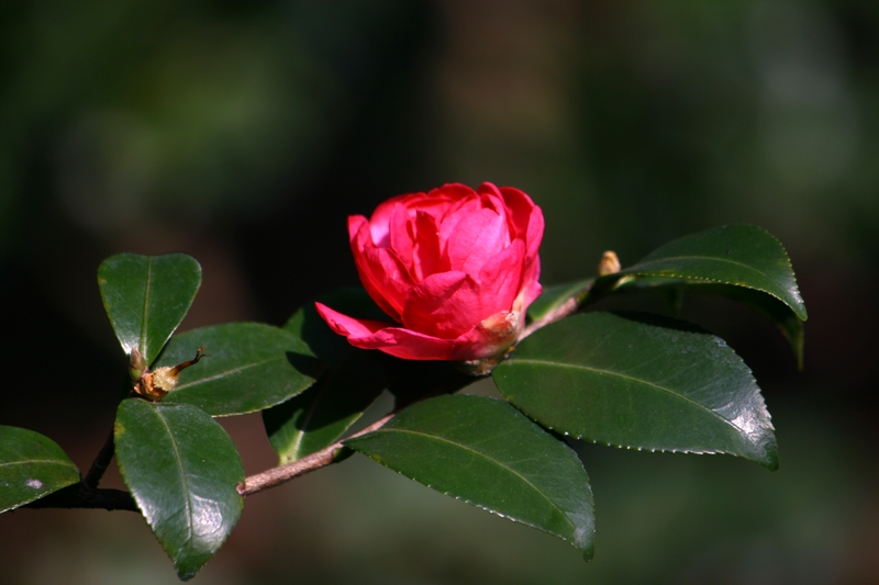 山茶花 摄影 天线小宝宝