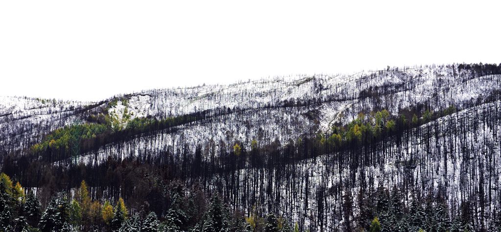 秋雪山林 摄影 景仲平