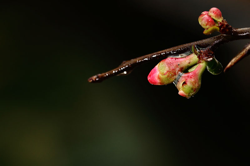 春雨润蕾（之二） 摄影 摄交人