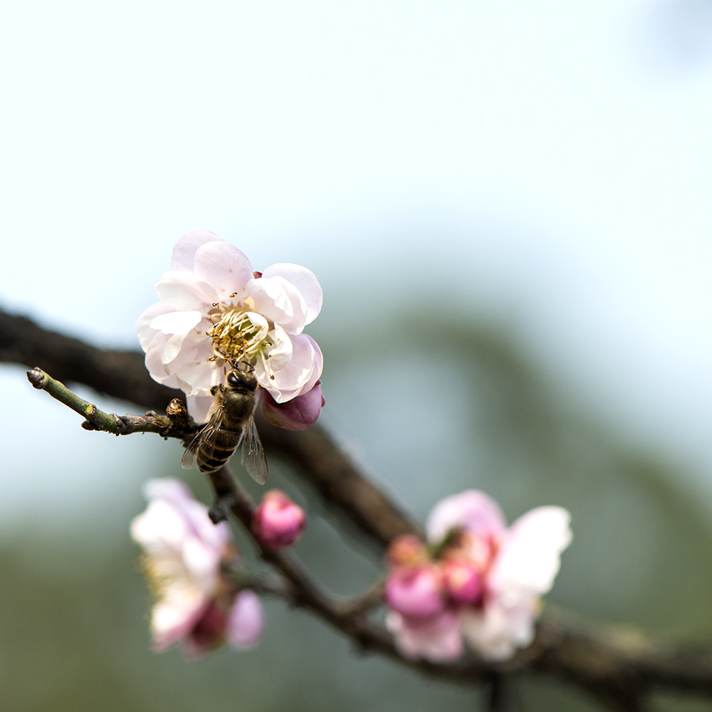 梅花 摄影 清风皓月