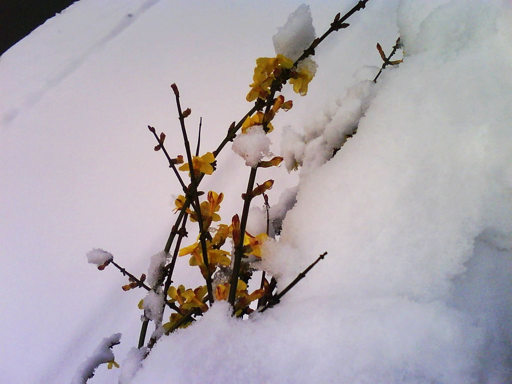 2013年的那场大雪 摄影 宠辱不惊jsdy