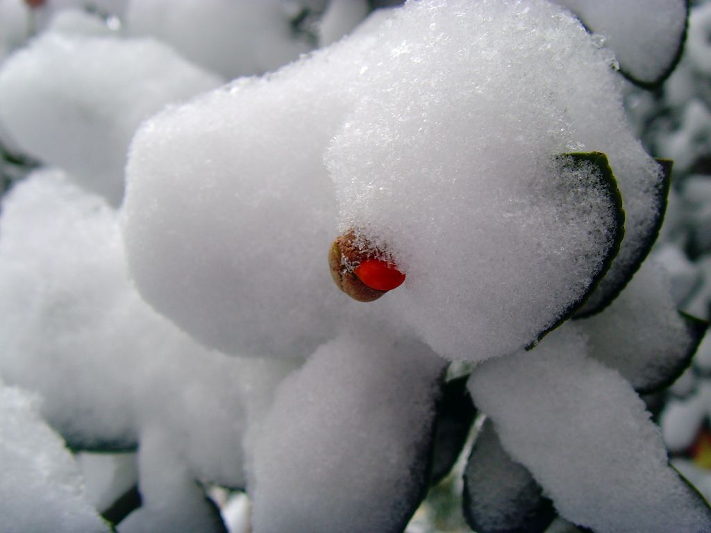 久违了，洁白的雪 摄影 海鸥119