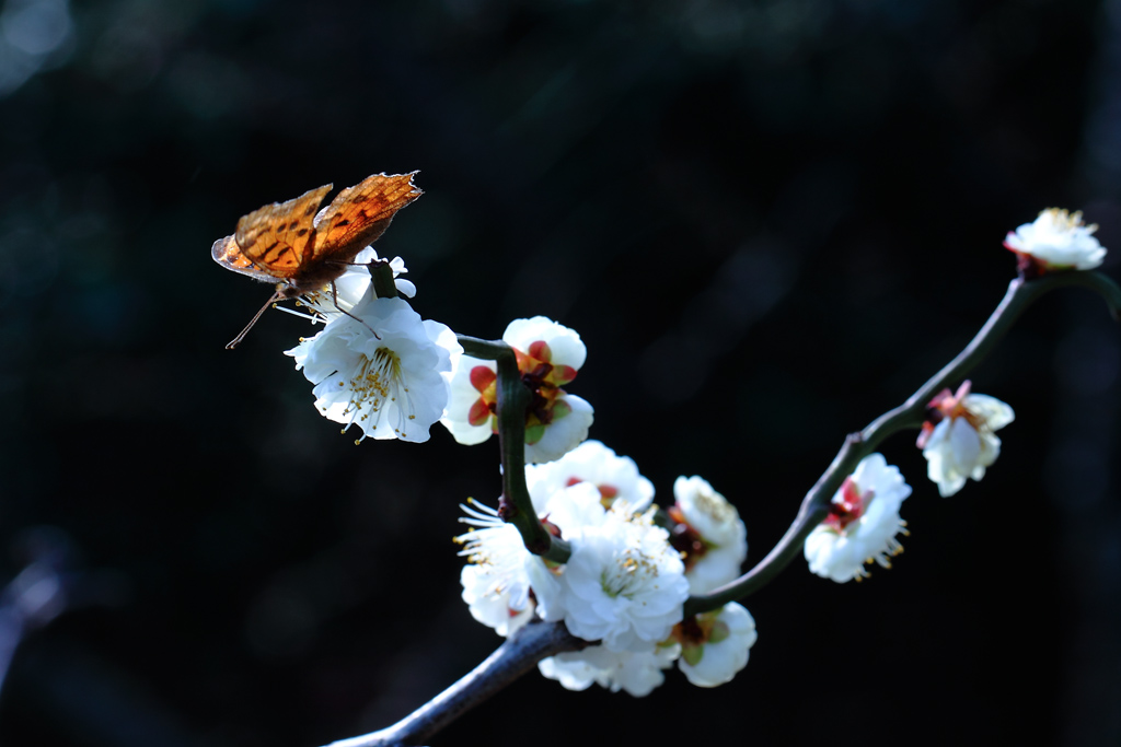 梅、蝶 摄影 wanfugen