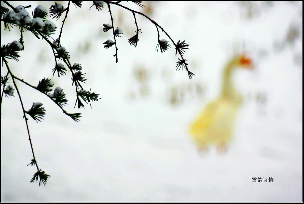 雪韵诗情 摄影 三原老猫