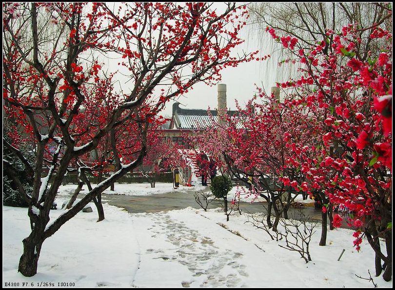 今冬第一场雪(2) 摄影 西风胡杨